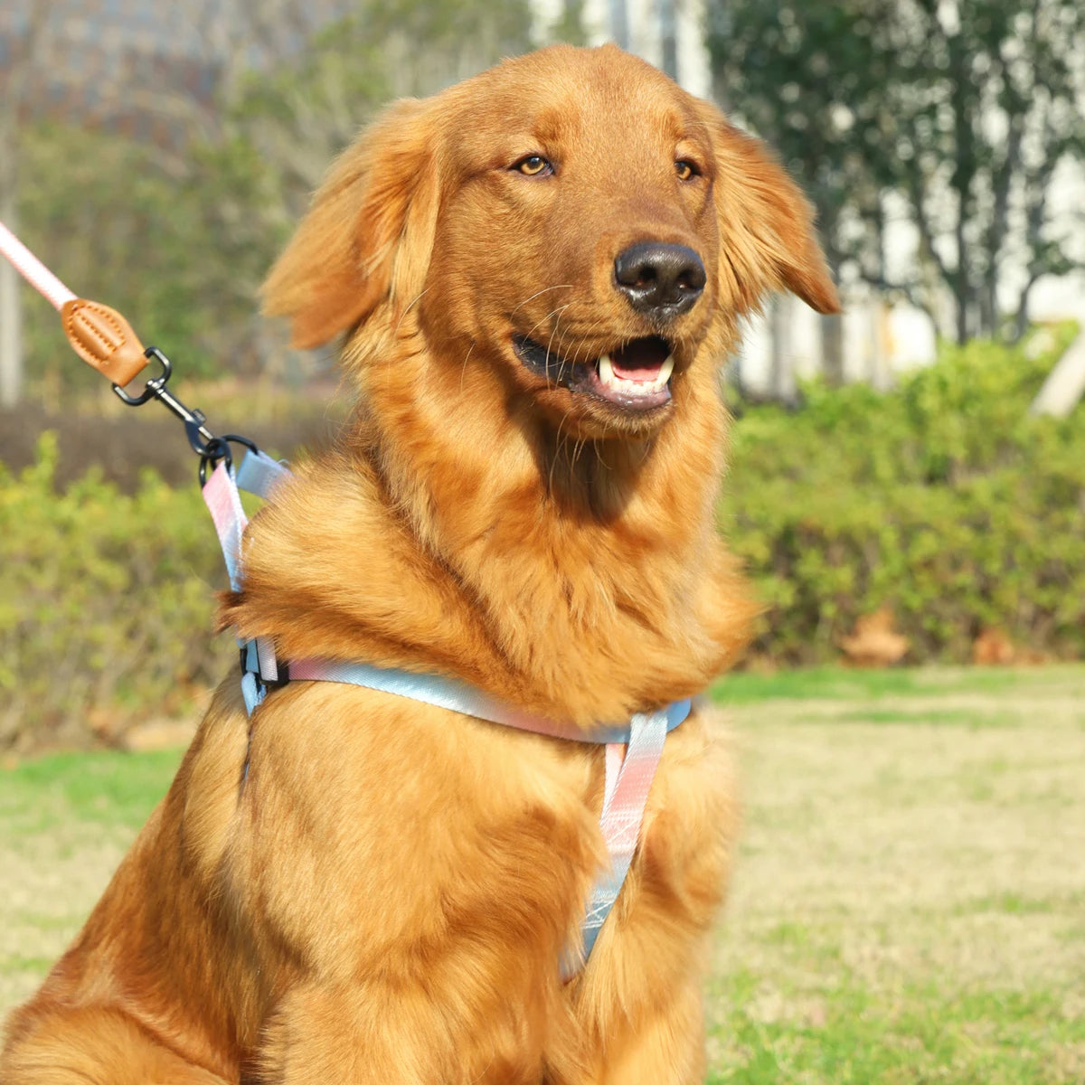 Set de Arnés y Correa Colorido para Perros – Ideal para Uso Interior y Exterior
